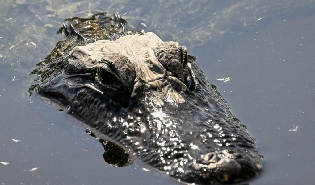 Trump inaugura megacárcel migratoria en los Everglades: 3.000 camas y rodeada de 200 mil caimanes