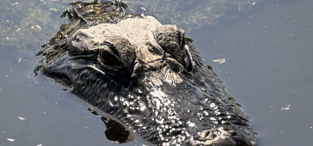 Trump inaugura megacárcel migratoria en los Everglades: 3.000 camas y rodeada de 200 mil caimanes