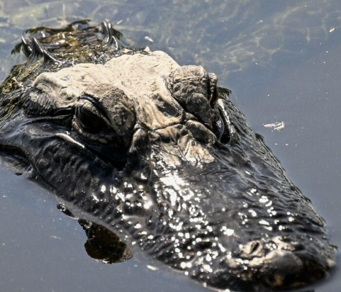 Trump inaugura megacárcel migratoria en los Everglades: 3.000 camas y rodeada de 200 mil caimanes