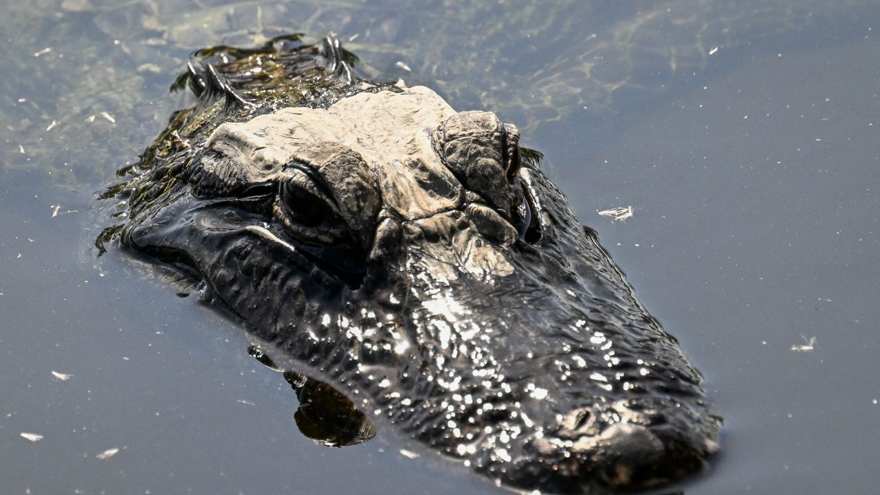 Trump inaugura megacárcel migratoria en los Everglades: 3.000 camas y rodeada de 200 mil caimanes