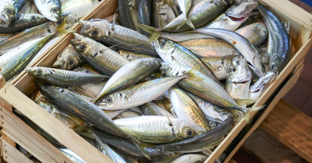 Denuncian que 30 millones de tarros de jurel en Chile no son jurel