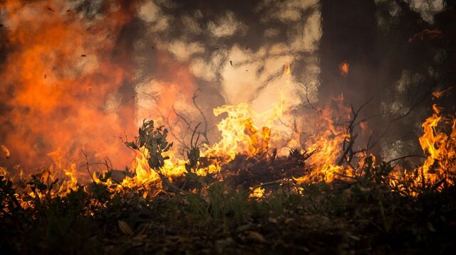 Fuego amenaza la Reserva Nacional Ralco en Alto Biobío