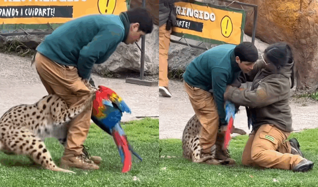 Impactante incidente en Buinzoo: felino mata a un guacamayo frente al público