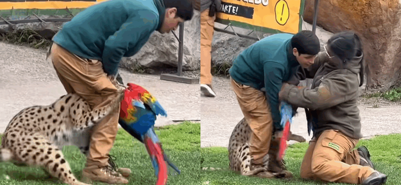 Impactante incidente en Buinzoo: felino mata a un guacamayo frente al público