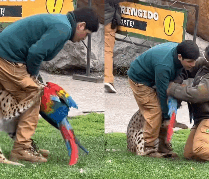 Impactante incidente en Buinzoo: felino mata a un guacamayo frente al público