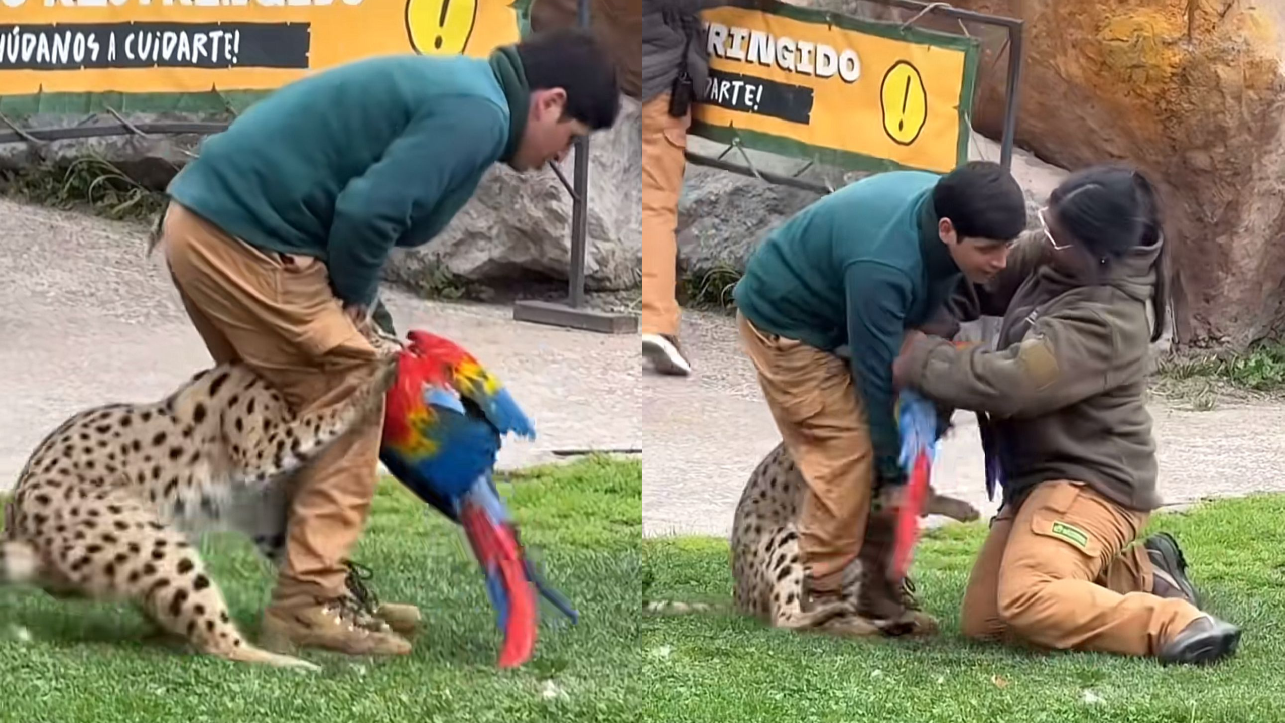 Impactante incidente en Buinzoo: felino mata a un guacamayo frente al público