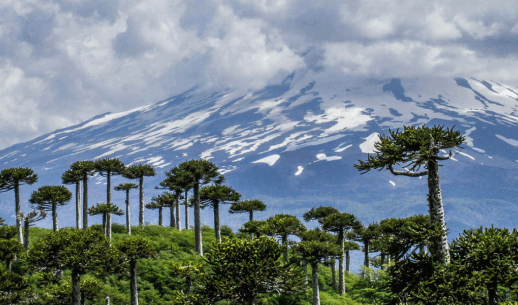 Proyectan alza del 6% en viajes a La Araucanía durante el fin de semana largo