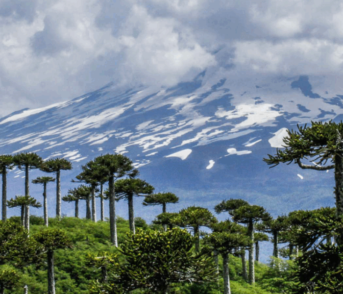 Proyectan alza del 6% en viajes a La Araucanía durante el fin de semana largo