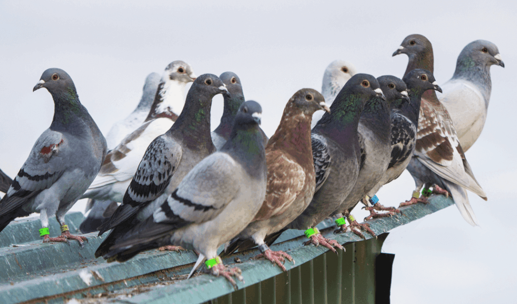 Un estudio liderado por la Universidad de Chile reveló que las plumas de estas aves reflejan la acumulación de plomo en entornos urbanos, posicionándolas como valiosos indicadores de la contaminación ambiental.