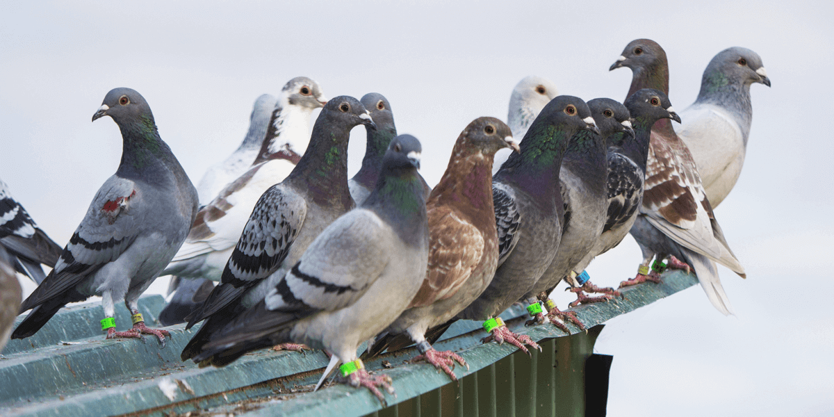 Un estudio liderado por la Universidad de Chile reveló que las plumas de estas aves reflejan la acumulación de plomo en entornos urbanos, posicionándolas como valiosos indicadores de la contaminación ambiental.