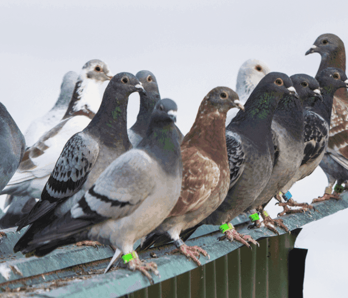Un estudio liderado por la Universidad de Chile reveló que las plumas de estas aves reflejan la acumulación de plomo en entornos urbanos, posicionándolas como valiosos indicadores de la contaminación ambiental.