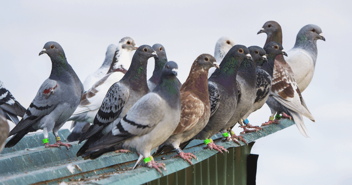 Un estudio liderado por la Universidad de Chile reveló que las plumas de estas aves reflejan la acumulación de plomo en entornos urbanos, posicionándolas como valiosos indicadores de la contaminación ambiental.