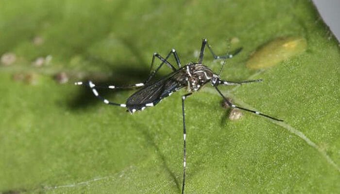 Dengue.